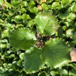 Bergénia srdcovitolistá (Bergenia cordifolia) ‘ROTBLUM’ – kont. P9